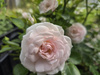 `Aspirin® Rose` TANTAU®'  Róża okrywowa 'Aspirin Rose' 1,5L